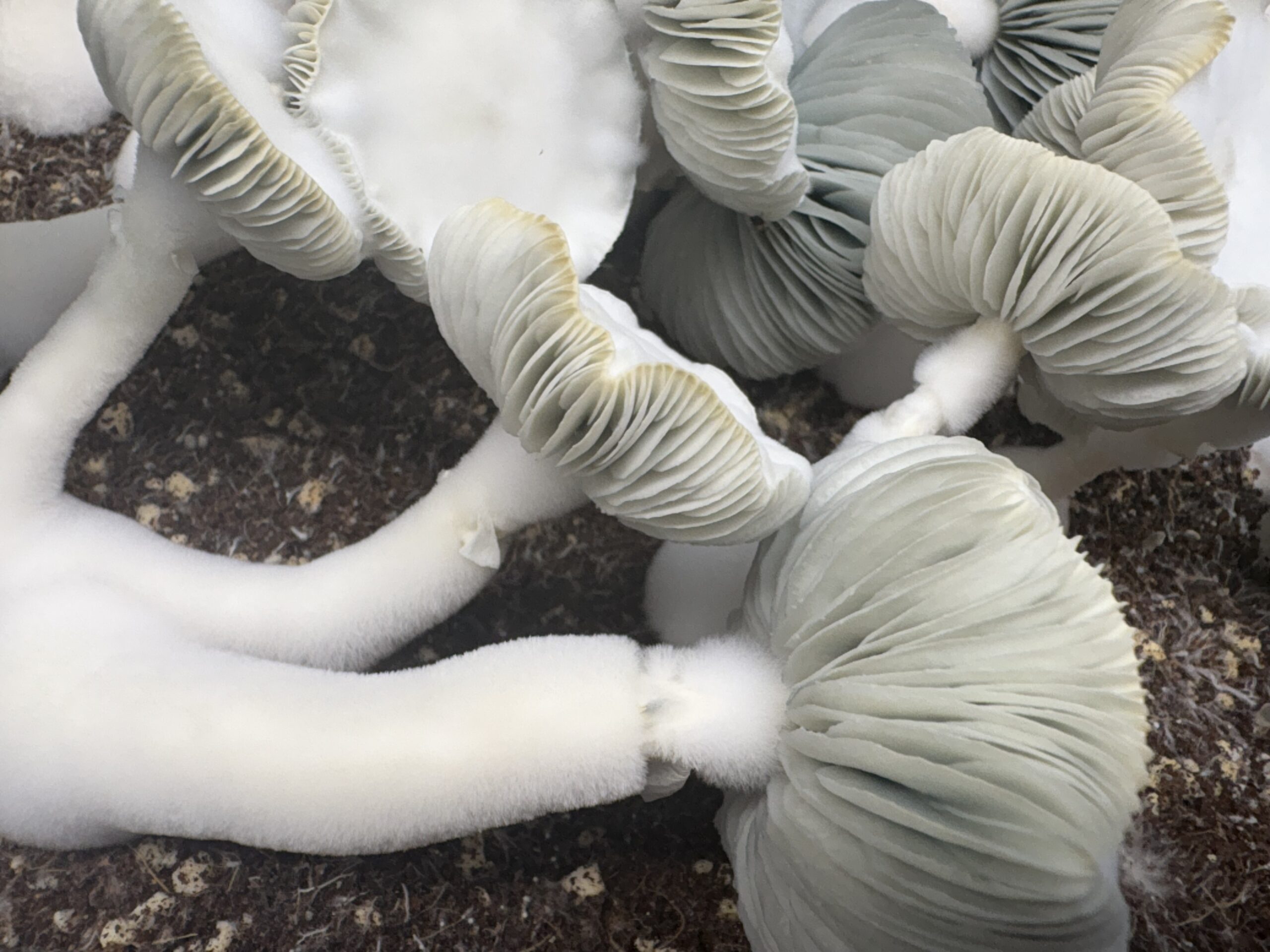 Dual Nature Swab Set - Image 3
