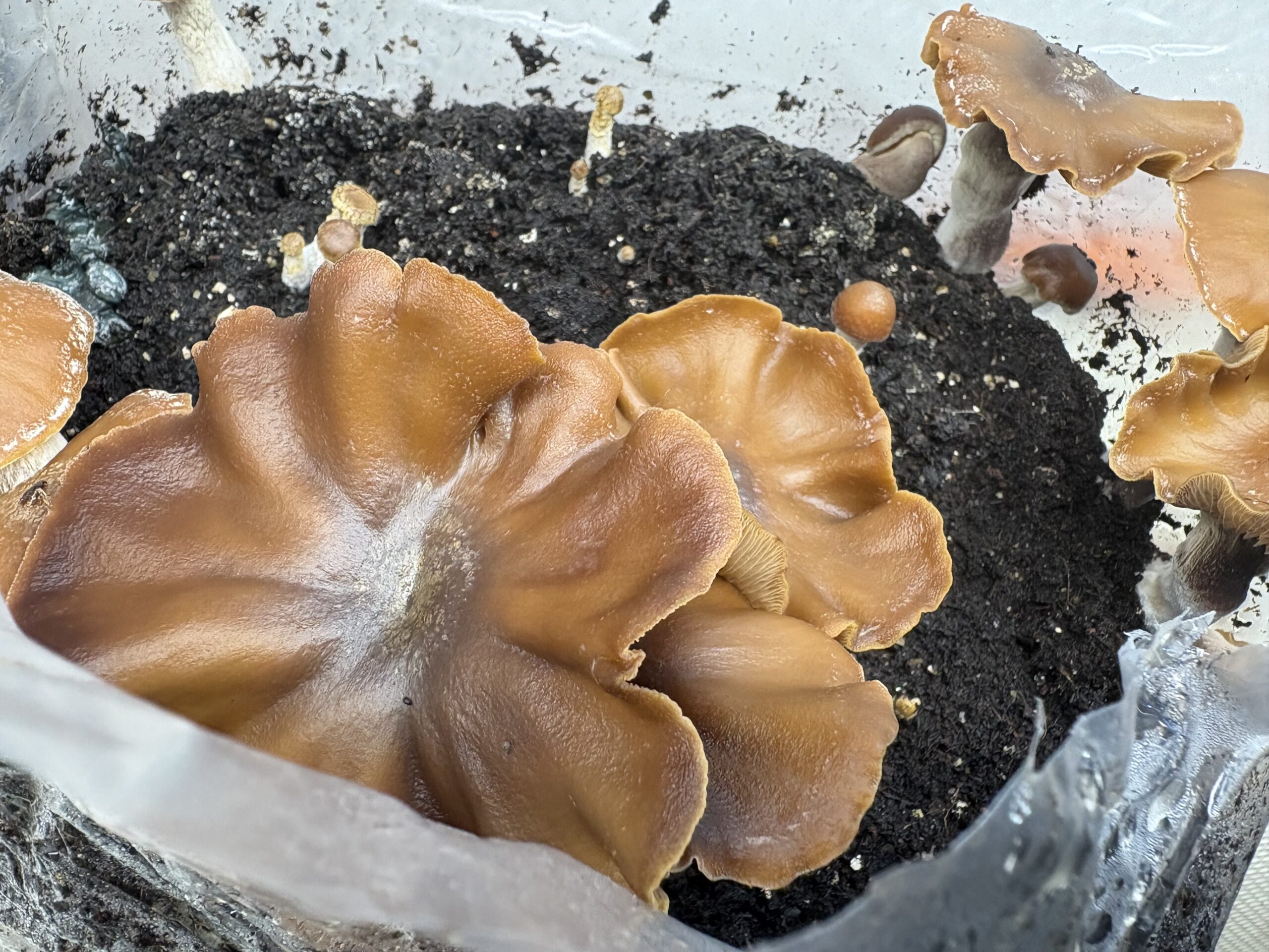 Subtropicalis Grande Swab Set - Image 2