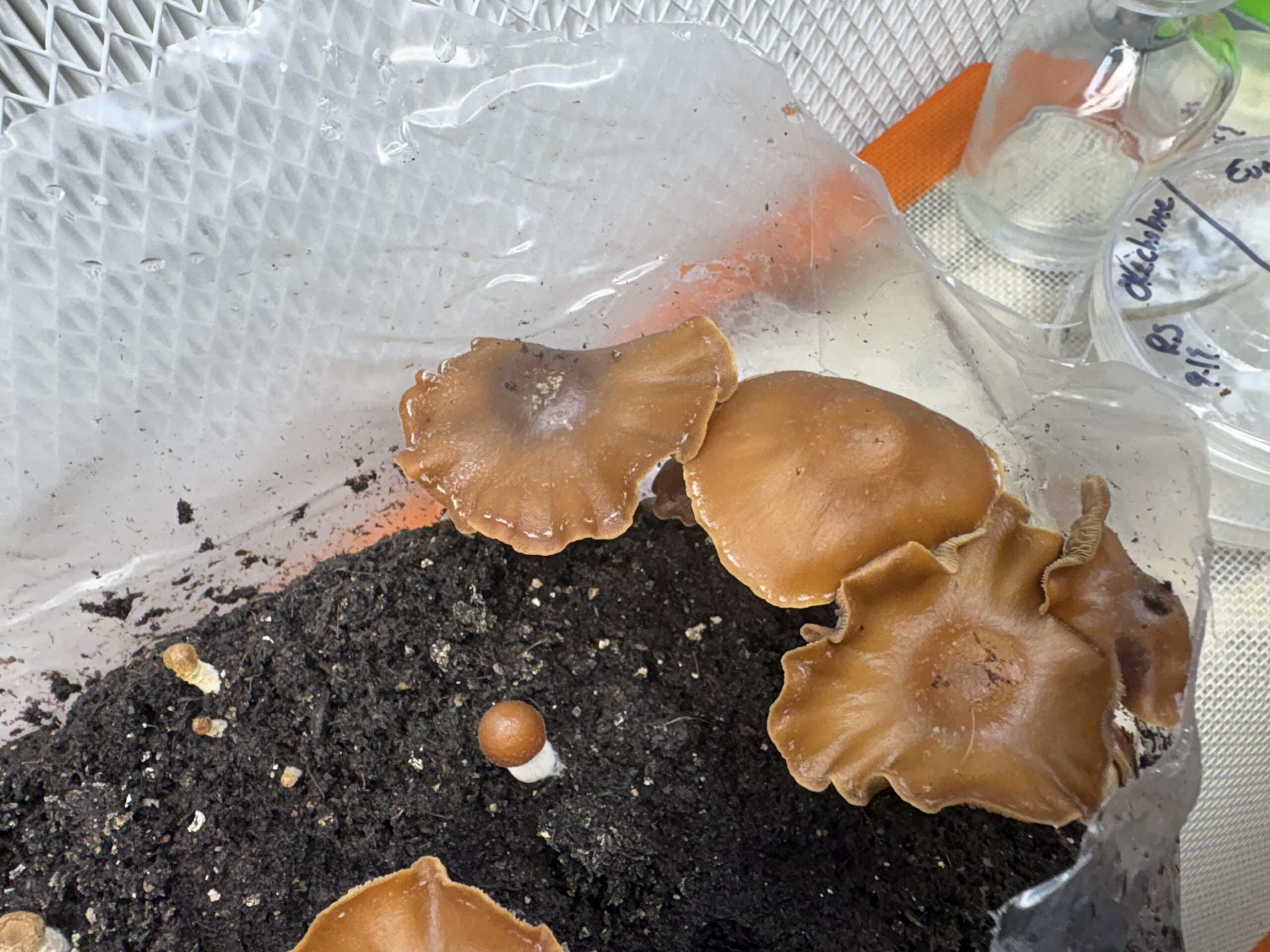 Subtropicalis Grande Swab Set - Image 3