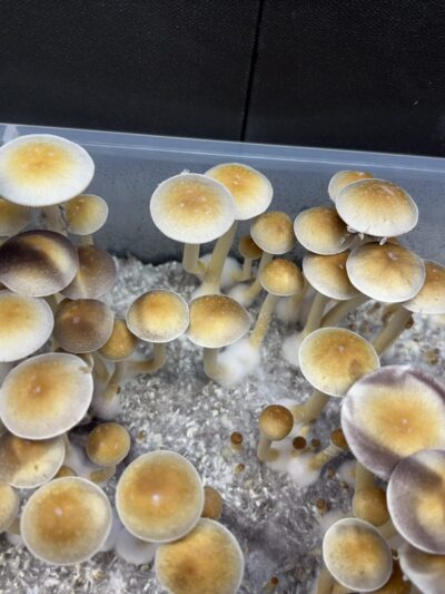 Wobbly Boots Spore Print
