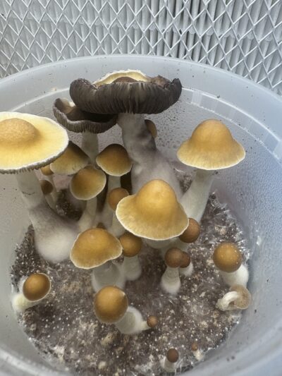 Kualoa Wild Cubensis Spore Print