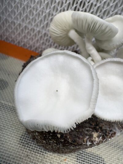 Albino Coyopolan Swab Set
