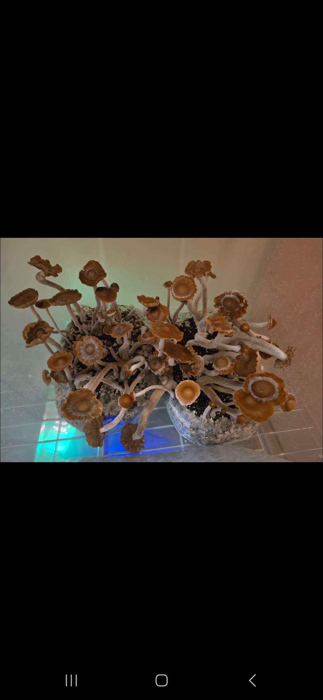 Subtropicalis Grande Swab Set - Image 6