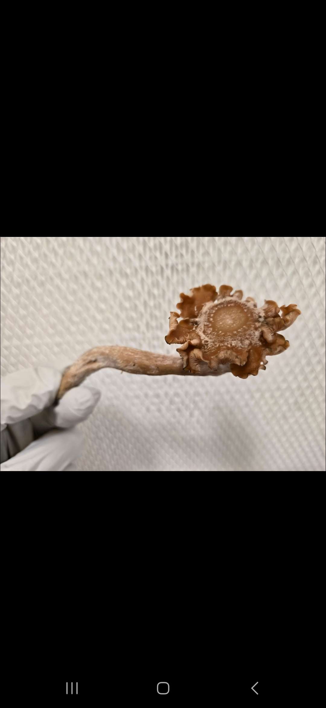 Subtropicalis Grande Swab Set - Image 7