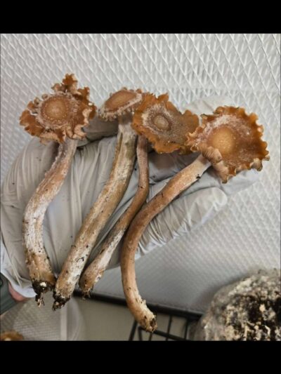 Subtropicalis Grande Swab Set