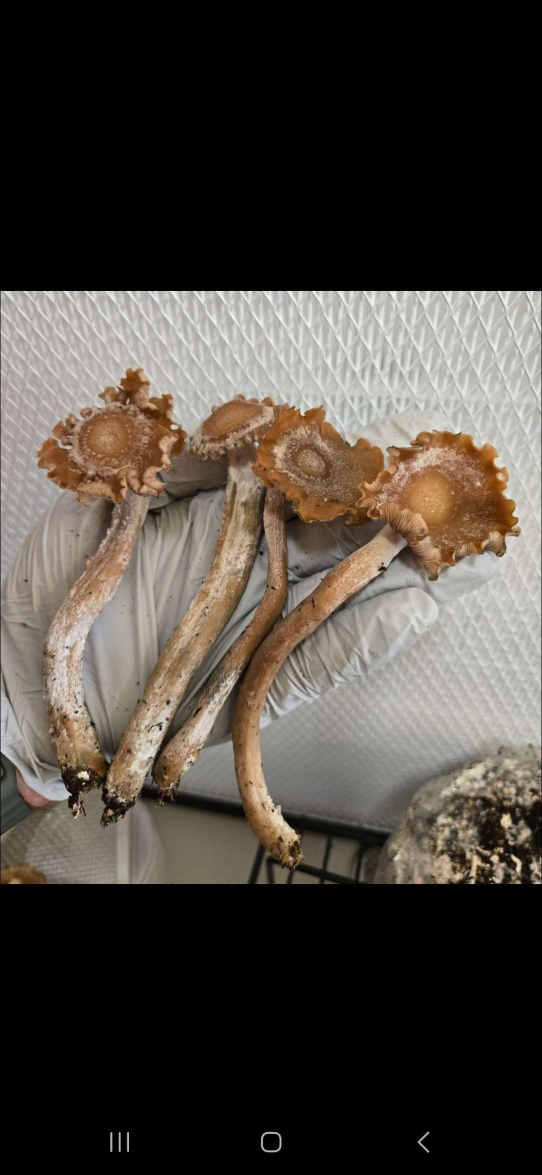 Subtropicalis Grande Swab Set