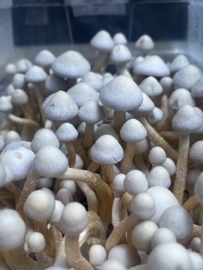 Rusty White Spore Swabs
