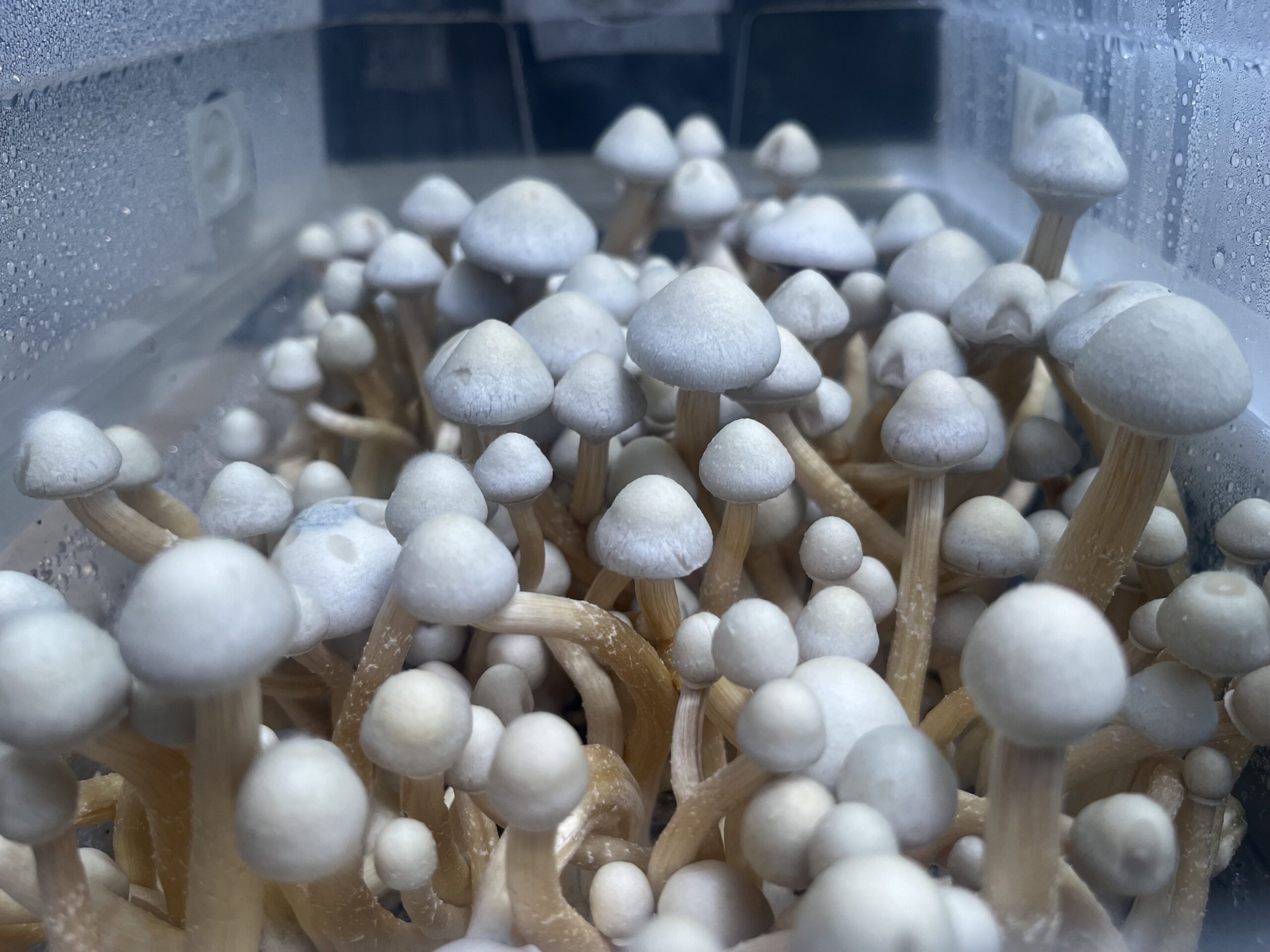 Rusty White Spore Swabs