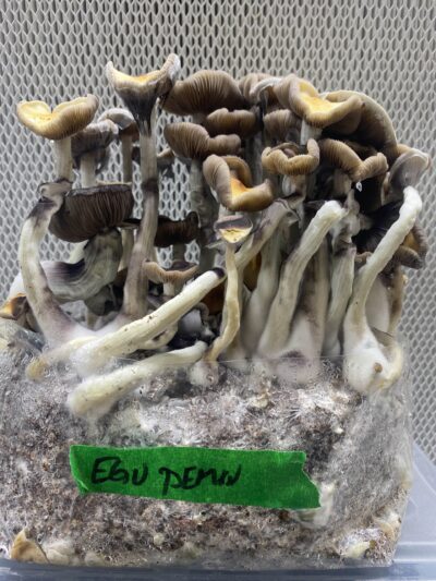 Ego Demon Swab Set