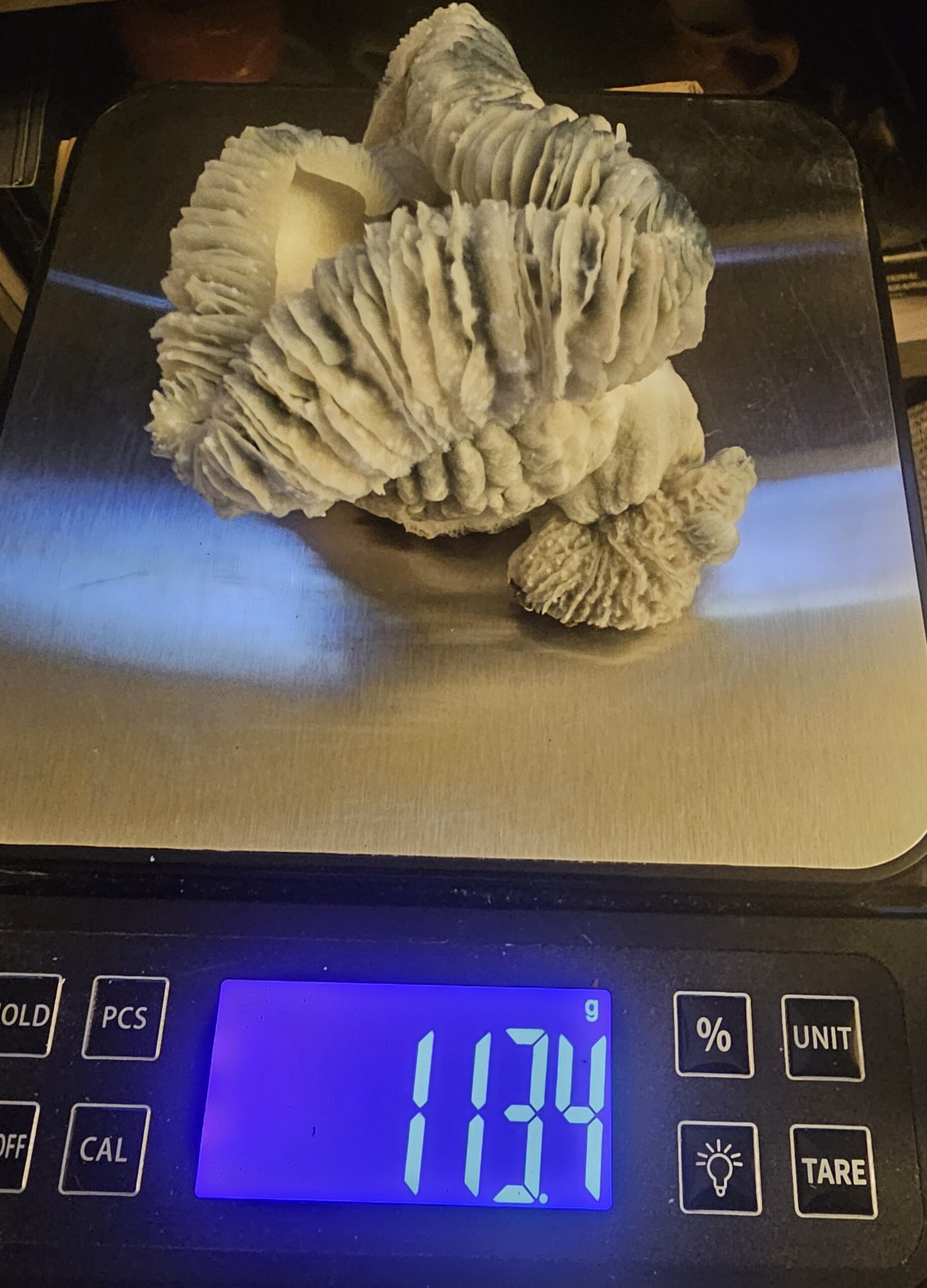 Tambino Squats Clone Plate - Image 2