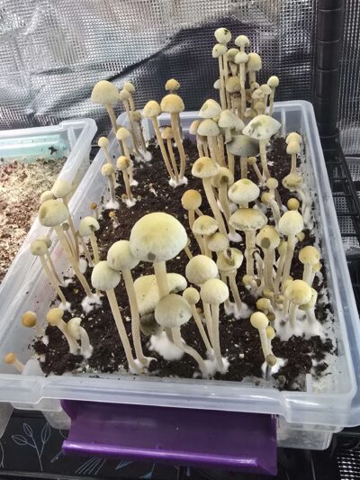 Bunnel FL Pan Cyan Spore Print