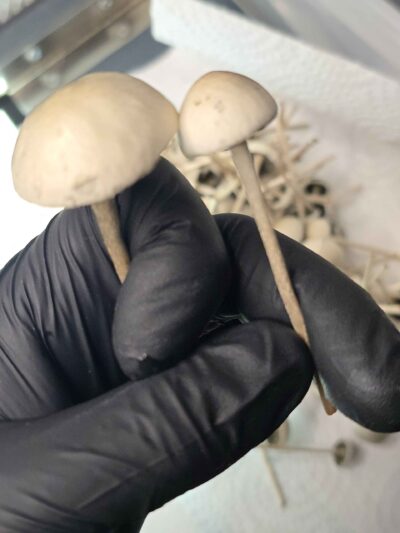 South Africa Coast Pan Cyan Spore Print