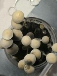 BSRS x Wild Coast SA Pan Cyan Spore Print