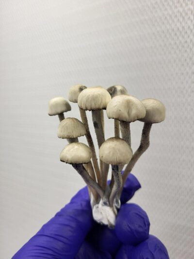 Blue Springs FL Pan Cyan Spore Print