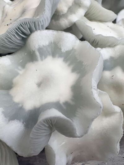 DS Albino Hillbilly Swab Set