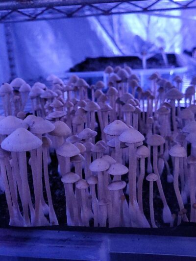 Okechobee RS Pan Cyan Spore Print