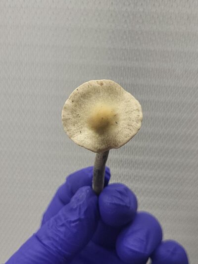 Everglades Pan Cyan Spore Print