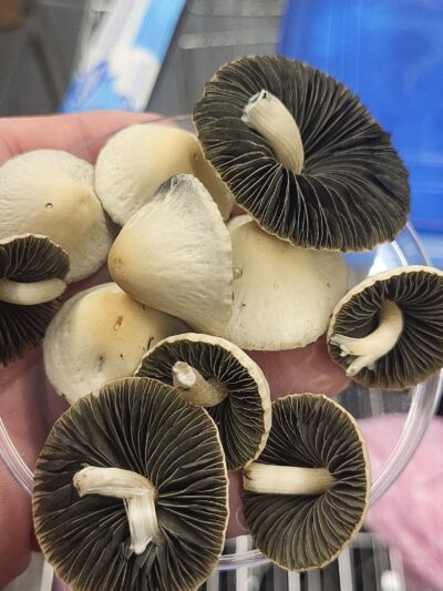 Oregon Spore Print
