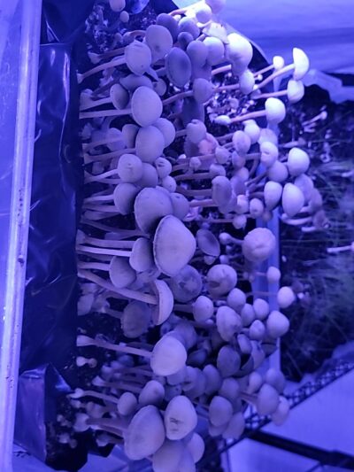 Pan Tropicalis ? Spore Print