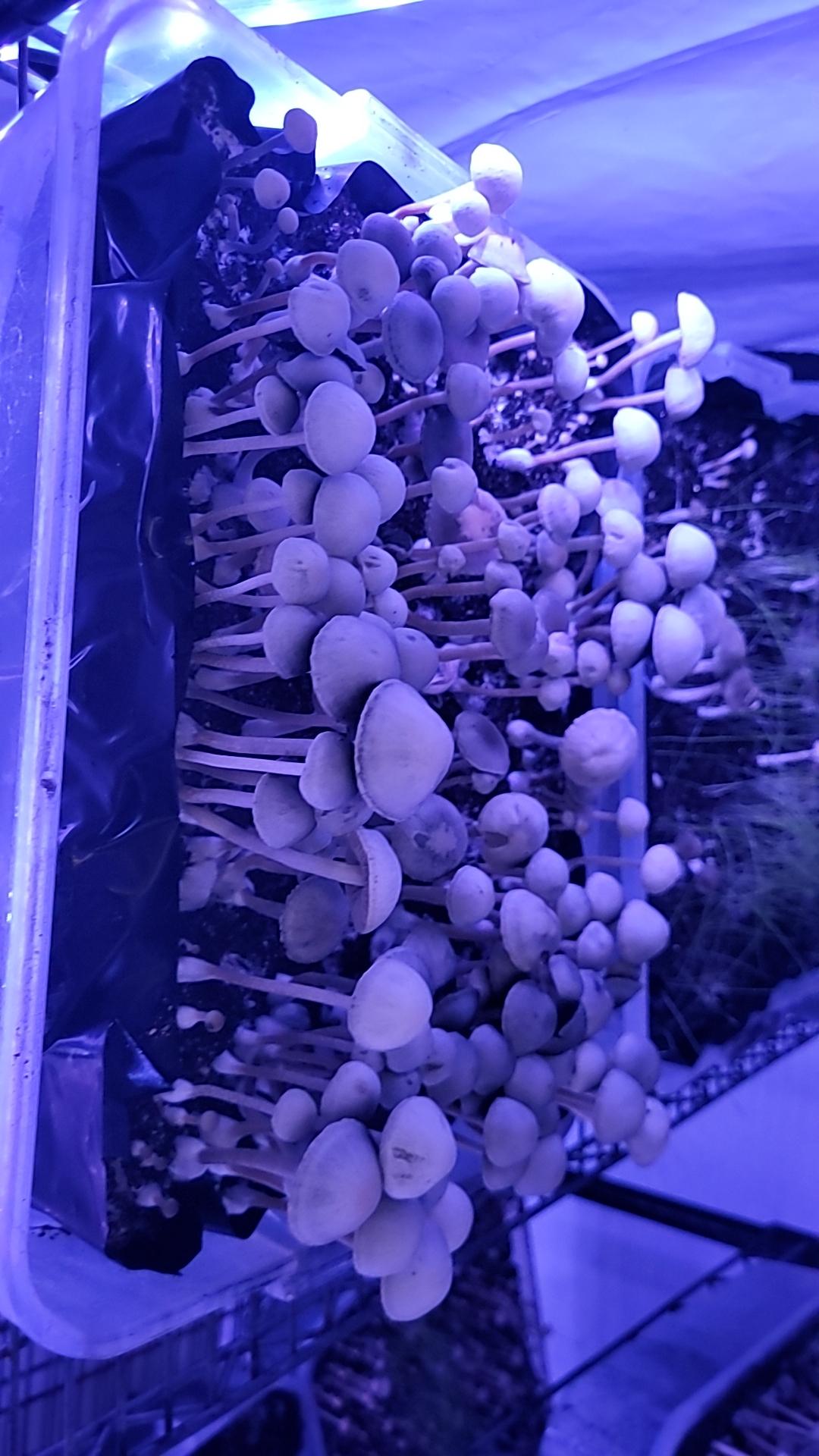 Pan Tropicalis ? Spore Print