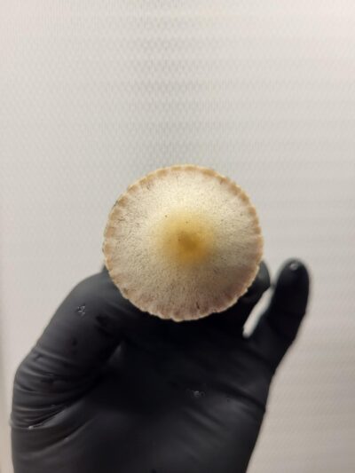 KG Pan Cyan Spore Print