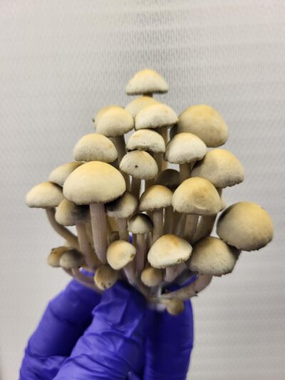 San German Pan Cyan Spore Print