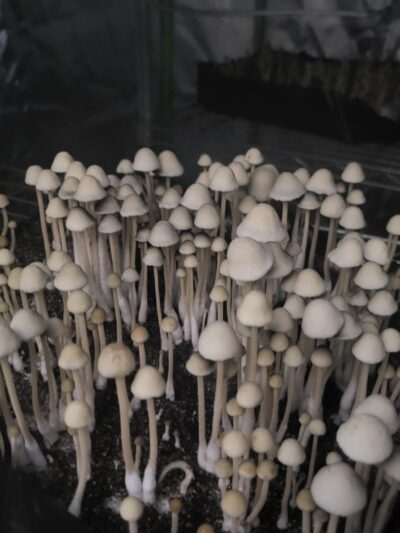 Texas Titan Pan Cyan Spore Print