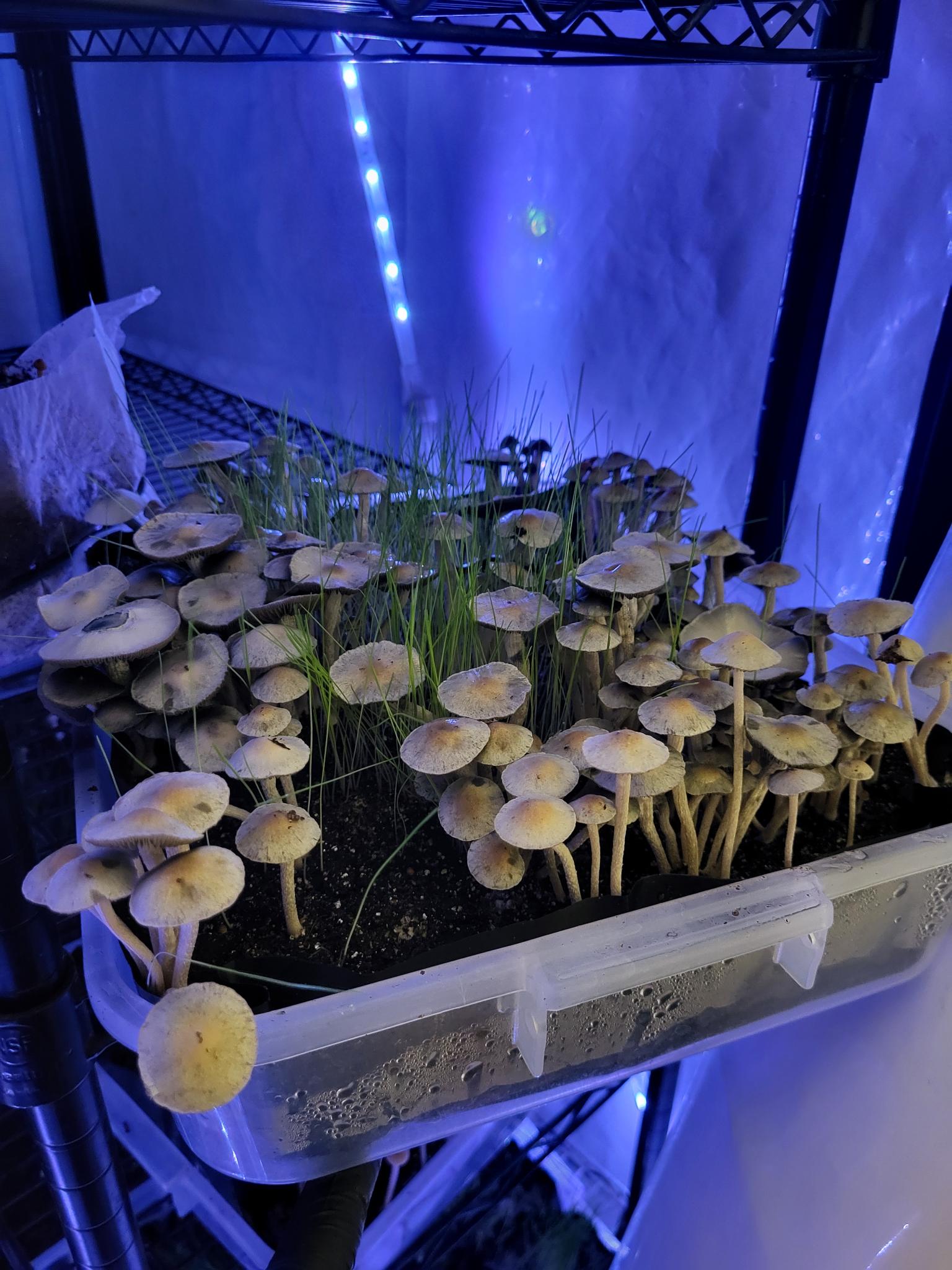 FireDancer Pan Cyan Spore Print