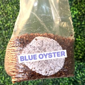 Blue Oyster Grain Spawn Bag 3LB