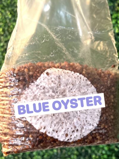 Blue Oyster Grain Spawn Bag 3LB