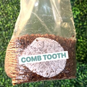 Comb Tooth Grain Spawn Bag 3LB