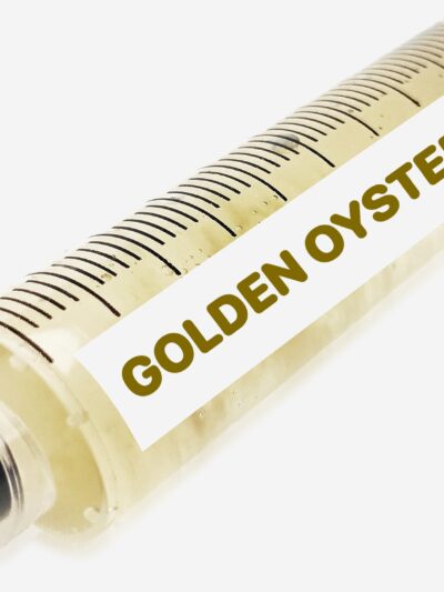 Golden Oyster Liquid Culture Syringe 10mL