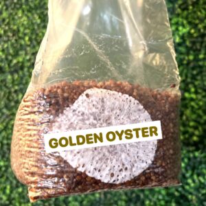 Golden Oyster Grain Spawn Bag 3LB