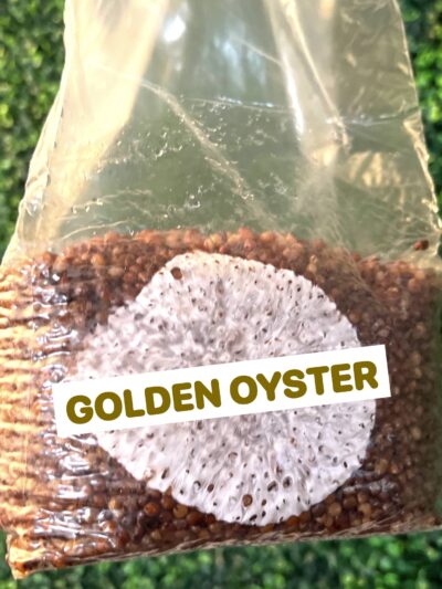 Golden Oyster Grain Spawn Bag 3LB