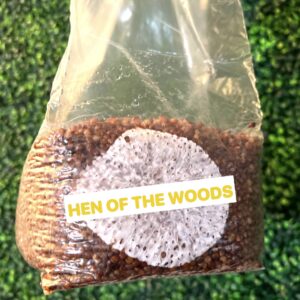 Hen Of The Woods Grain Spawn Bag 3LB