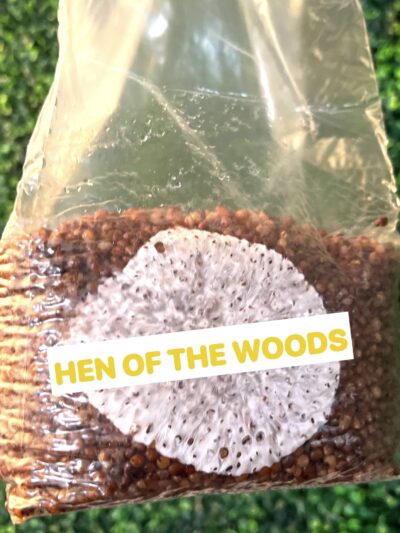 Hen Of The Woods Grain Spawn Bag 3LB