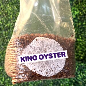 King Oyster Grain Spawn Bag 3LB