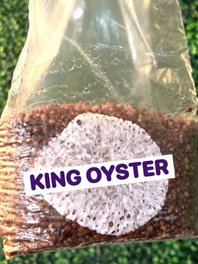 King Oyster Grain Spawn Bag 3LB