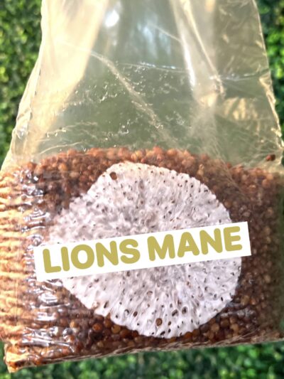 Lions Mane Grain Spawn Bag 3LB