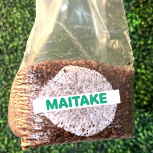 Maitake Grain Spawn Bag 3LB