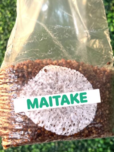 Maitake Grain Spawn Bag 3LB