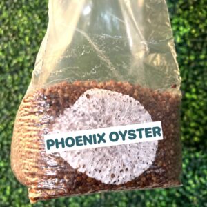 Phoenix Oyster Grain Spawn Bag 3LB