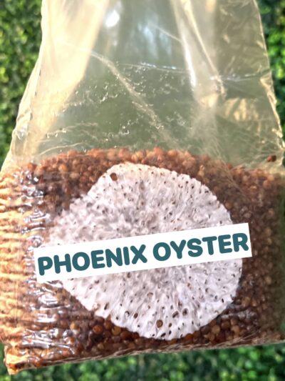 Phoenix Oyster Grain Spawn Bag 3LB