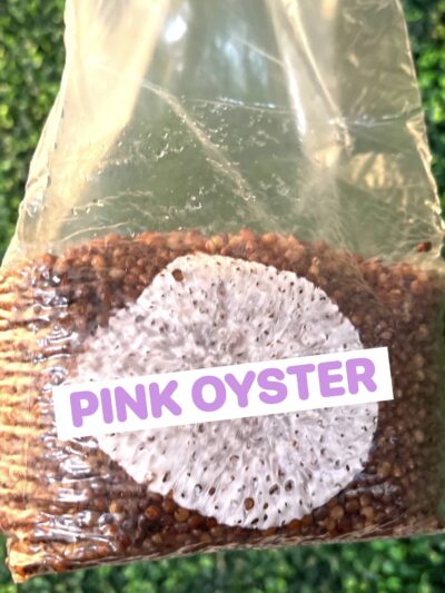 Pink Oyster Grain Spawn Bag 3LB
