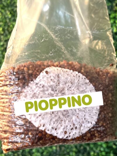 Pioppino Grain Spawn Bag 3LB
