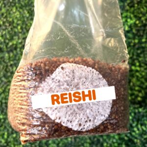 Reishi Grain Spawn Bag 3LB