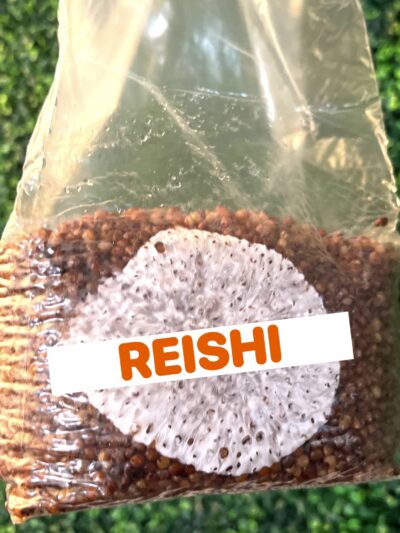 Reishi Grain Spawn Bag 3LB