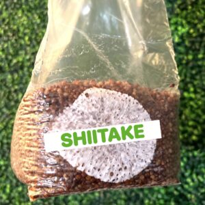 Shiitake Grain Spawn Bag 3LB