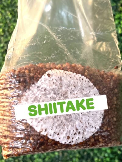 Shiitake Grain Spawn Bag 3LB