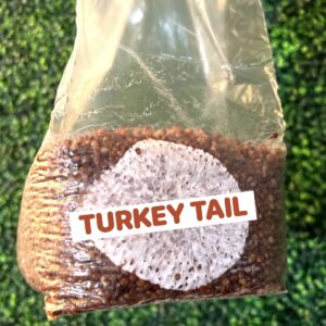 Turkey Tail Grain Spawn Bag 3LB